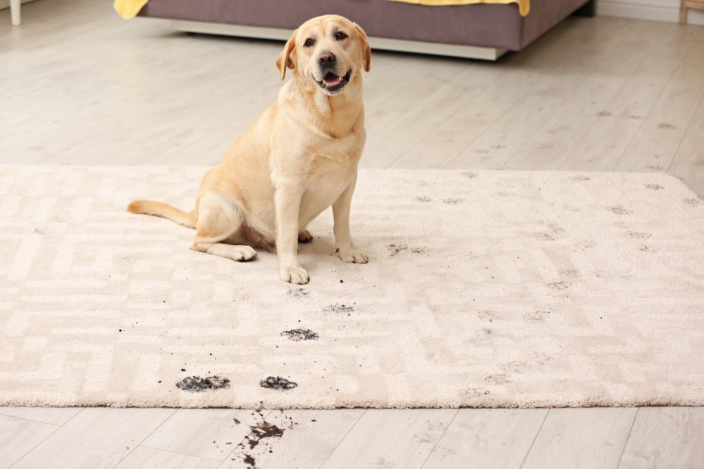 The Best Rug Materials in a Home with Pets | Floor Boys