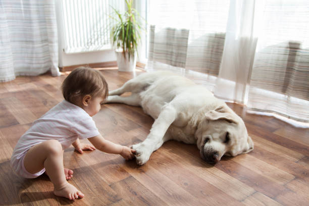 Pet friendly floor | Floor Boys