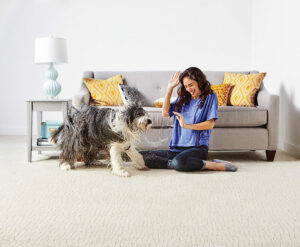 Wet dog shaking water on stain resistant carpet